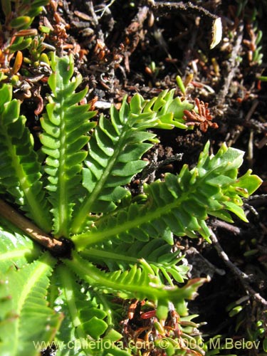 Image of Perezia pedicularidifolia (Estrella de los Andes). Click to enlarge parts of image.