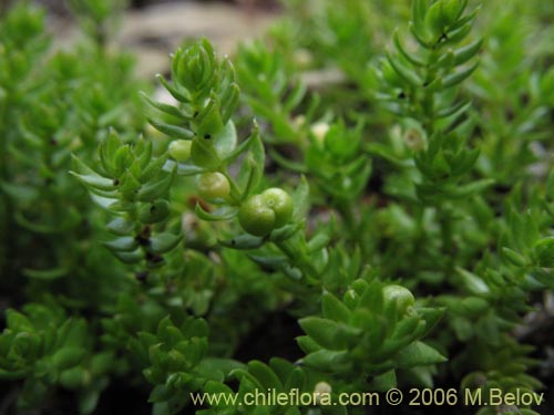 Image of Galium sp. #2363 (). Click to enlarge parts of image.