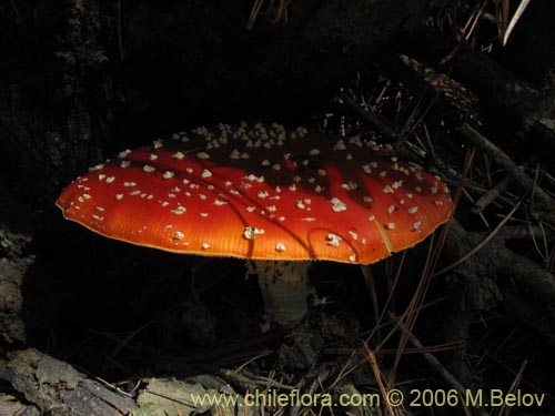 Image of Amanita muscaria (). Click to enlarge parts of image.