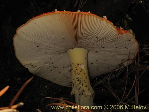 Image of Amanita muscaria (). Click to enlarge parts of image.