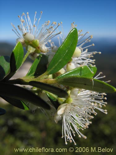 Sementes de Myrtle Chile - Temu (Luma Apicicata)