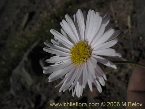 Image of Asteraceae sp. #3035 (). Click to enlarge parts of image.