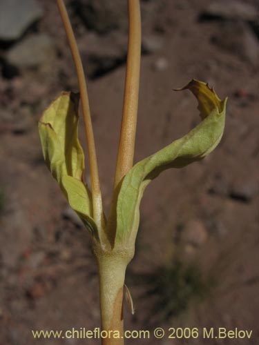 Calceolaria cavanillesii的照片