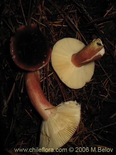 Image of Russula major (). Click to enlarge parts of image.