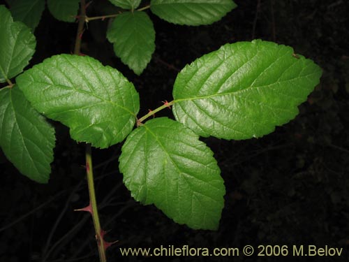 Image of Rubus ulmifolius (Zarzamora / Mora). Click to enlarge parts of image.
