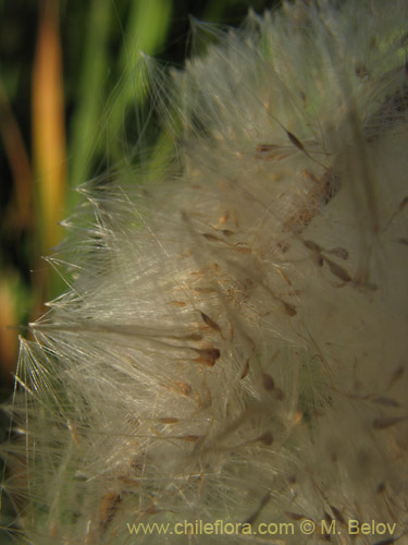 Image of Typha angustifolia (Totora). Click to enlarge parts of image.