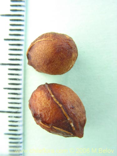 Image of Prumnopitys andina (Lleuque / Uva de cordillera). Click to enlarge parts of image.