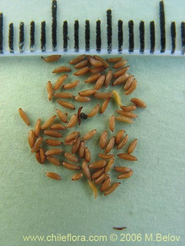 Image of Mitraria coccinea (Botellita / Vochi-vochi). Click to enlarge parts of image.