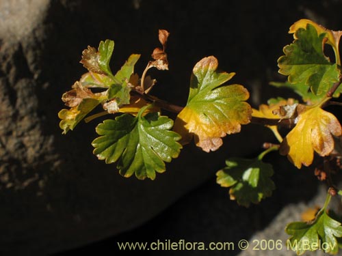 Ribes cucullatumの写真