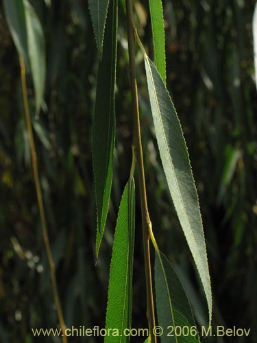 Image of Salix babylonica (Sauce / Sauce llorÃ³n). Click to enlarge parts of image.
