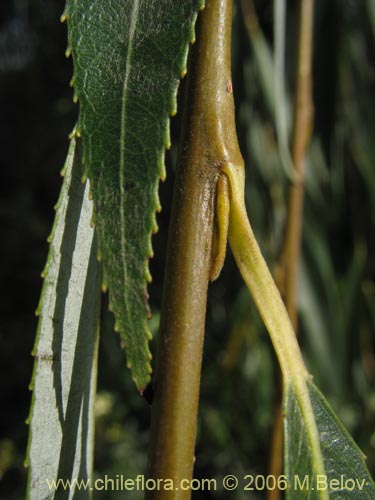 Image of Salix babylonica (Sauce / Sauce llorÃ³n). Click to enlarge parts of image.