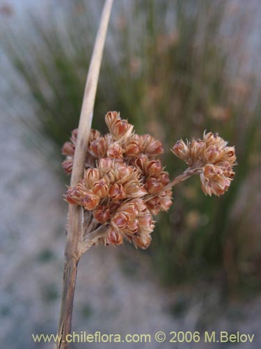 Image of Juncaceae sp. #2752 (). Click to enlarge parts of image.