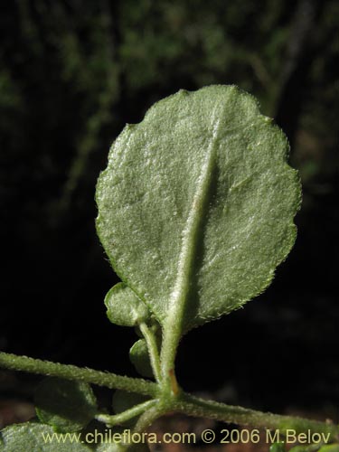 Image of Chrysosplenium valdivicum (Hierba del bazo / Oreja de caballo). Click to enlarge parts of image.