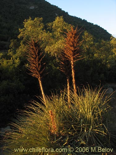 Puya chilensisの写真