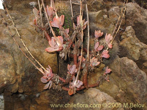 Image of Cistanthe sp. #2737 (). Click to enlarge parts of image.