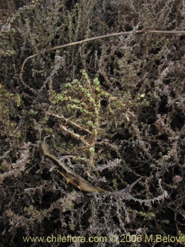 Image of Nolana sedifolia (Sosa / Hierba de la lombriz / Sosa brava). Click to enlarge parts of image.