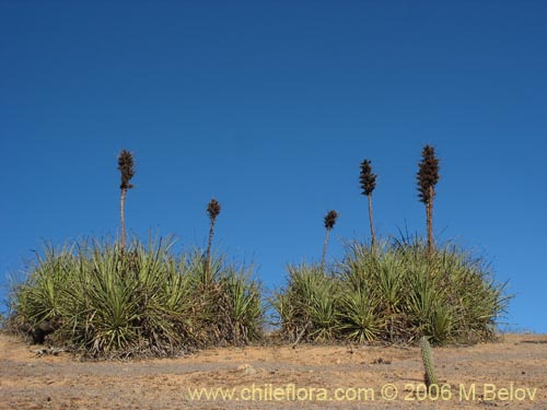 Image of Puya chilensis (Puya / Chagual). Click to enlarge parts of image.