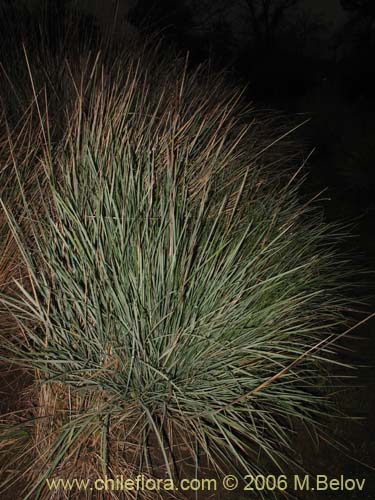 Image of Festuca acanthophylla (). Click to enlarge parts of image.