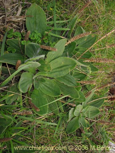 Image of Plantago australis subsp. cumingiana (Llantén / Llantén mayor). Click to enlarge parts of image.