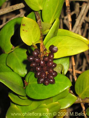 Image of Griselinia scandens (Yelmo). Click to enlarge parts of image.