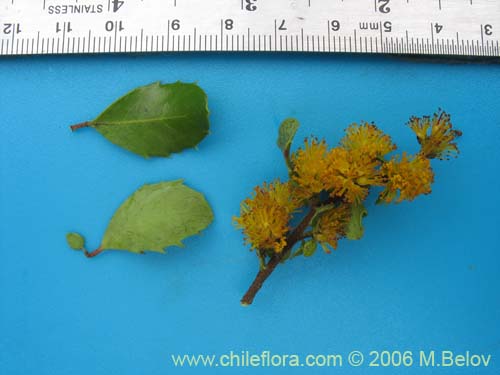 Image of Azara integrifolia (CorcolÃ©n). Click to enlarge parts of image.