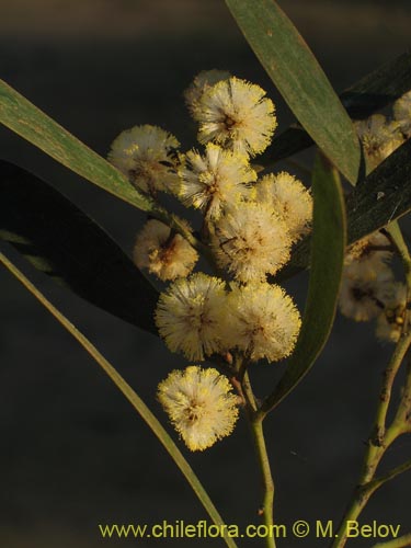 Image of Acacia melanoxylon (Aromo australiano / Acacia negra). Click to enlarge parts of image.