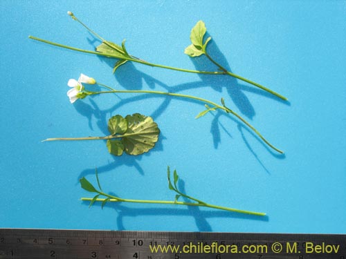 Image of Brassicaceae sp. #3039 (). Click to enlarge parts of image.