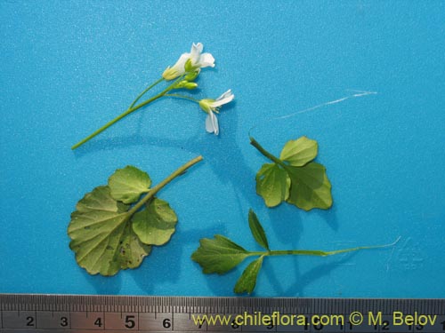 Image of Brassicaceae sp. #3039 (). Click to enlarge parts of image.
