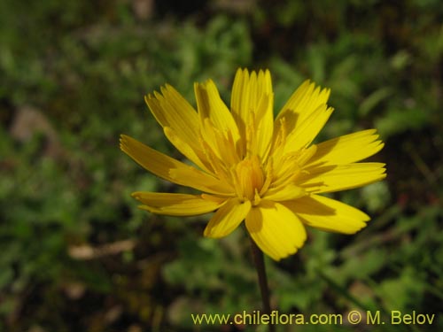 Image of Asteraceae sp. #2436 (). Click to enlarge parts of image.