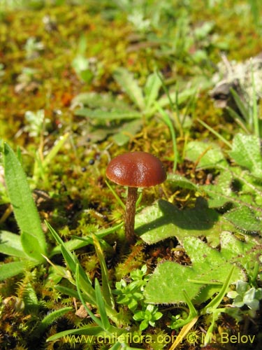 Image of Psilocybe sp. #1440 (). Click to enlarge parts of image.