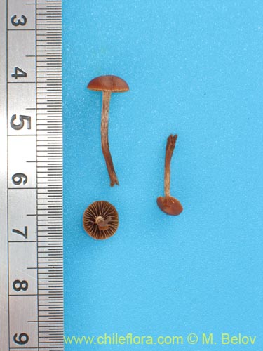 Image of Psilocybe sp. #1440 (). Click to enlarge parts of image.