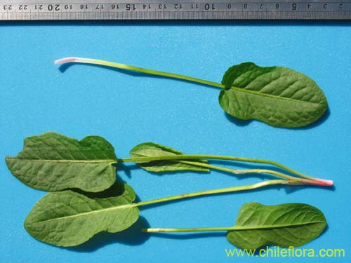 Image of Rumex acetosa (). Click to enlarge parts of image.