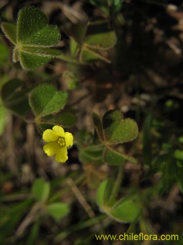 Image of Oxalis sp. #1587 (). Click to enlarge parts of image.
