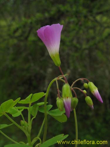 Image of Oxalis arenaria (Vinagrillo / Culle). Click to enlarge parts of image.