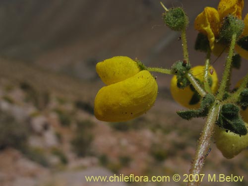 Image of Calceolaria glandulosa (). Click to enlarge parts of image.