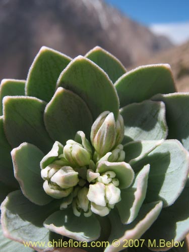 Alstroemeria andinaの写真