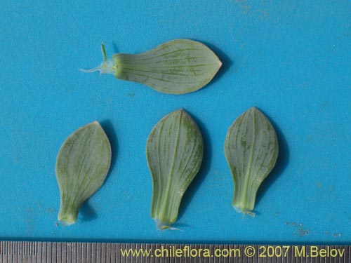 Image of Alstroemeria andina (). Click to enlarge parts of image.