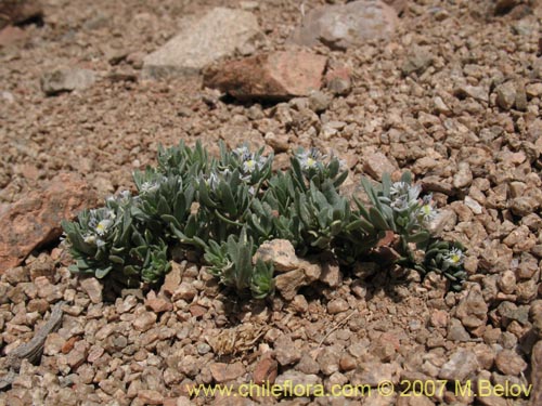 Image of Polygala solieri (). Click to enlarge parts of image.