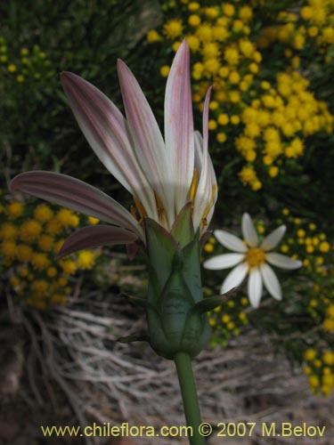 Image of Mutisia sinuata (). Click to enlarge parts of image.