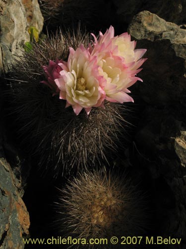 Eriosyce subgibbosaの写真
