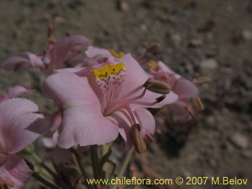 Bild von Alstroemeria crispata (). Klicken Sie, um den Ausschnitt zu vergrössern.