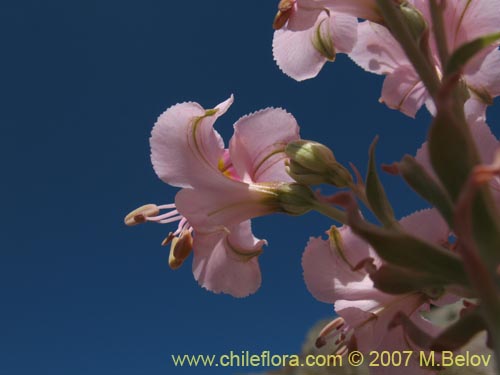Bild von Alstroemeria crispata (). Klicken Sie, um den Ausschnitt zu vergrössern.