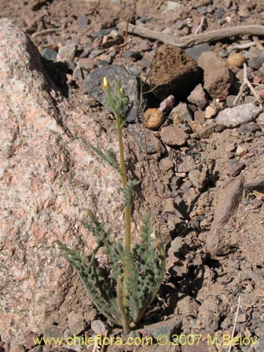 Image of Mentzelia pinnatifida (Palo blanco). Click to enlarge parts of image.