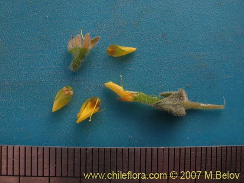 Image of Mentzelia pinnatifida (Palo blanco). Click to enlarge parts of image.