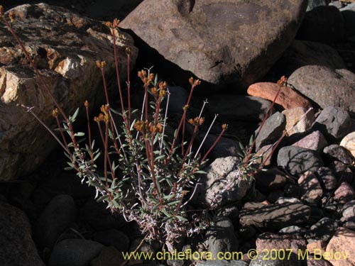 Image of Chorizanthe sp. #1917 (). Click to enlarge parts of image.