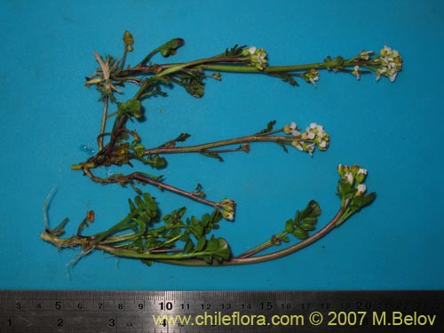 Image of Brassicaceae sp. #3052 (). Click to enlarge parts of image.