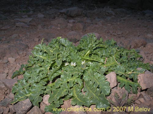 Image of Jaborosa caulescens (). Click to enlarge parts of image.