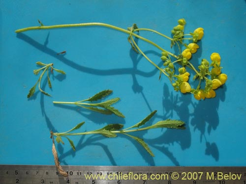 Image of Calceolaria flavovirens (). Click to enlarge parts of image.