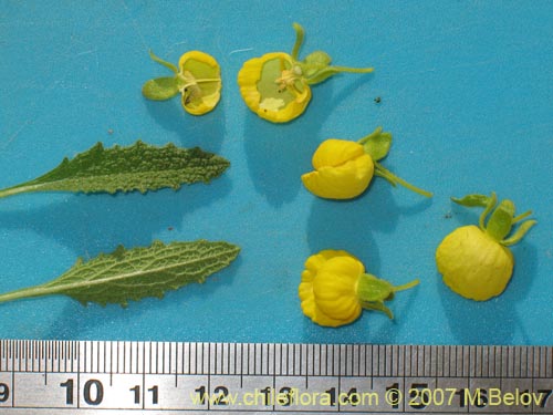 Image of Calceolaria flavovirens (). Click to enlarge parts of image.