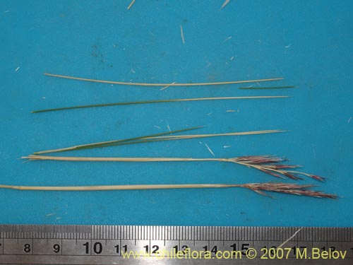 Image of Poaceae sp. #Z 6750 (). Click to enlarge parts of image.